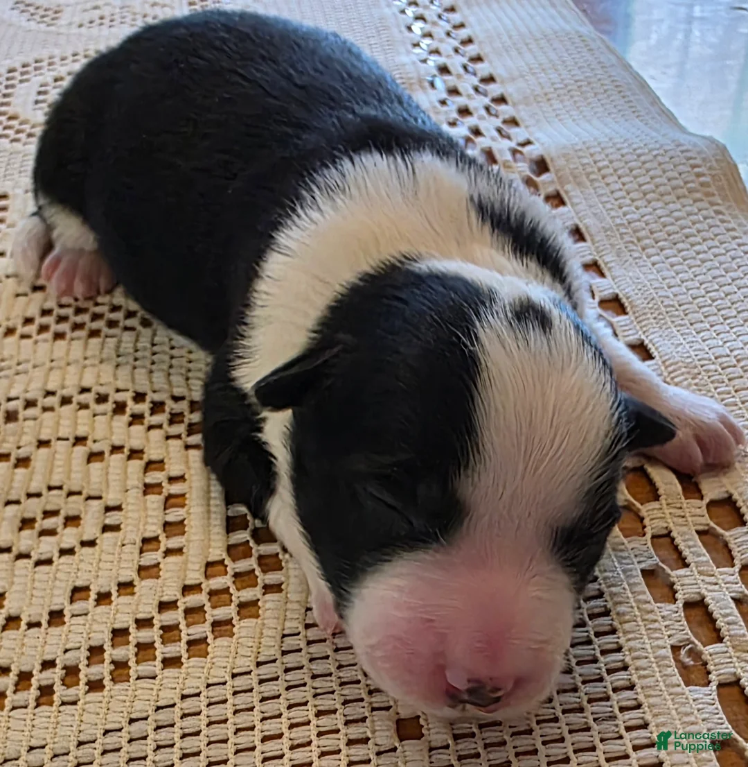 Border Collie dogs for sale: Border Collie Puppy 1 - Ad 1