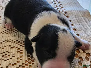 Border Collie dogs Border Collie Puppy 1 - Ad 10