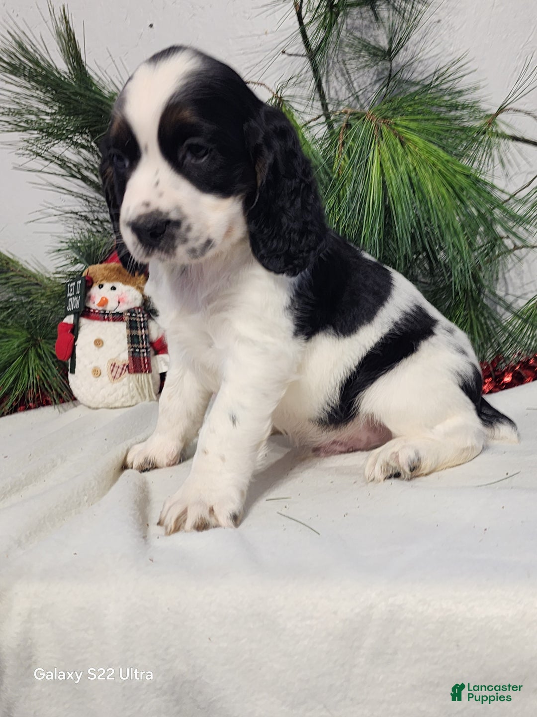 English Springer Spaniel dogs for sale: Miller  - Ad 1