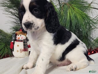 English Springer Spaniel dogs Miller - Ad 11