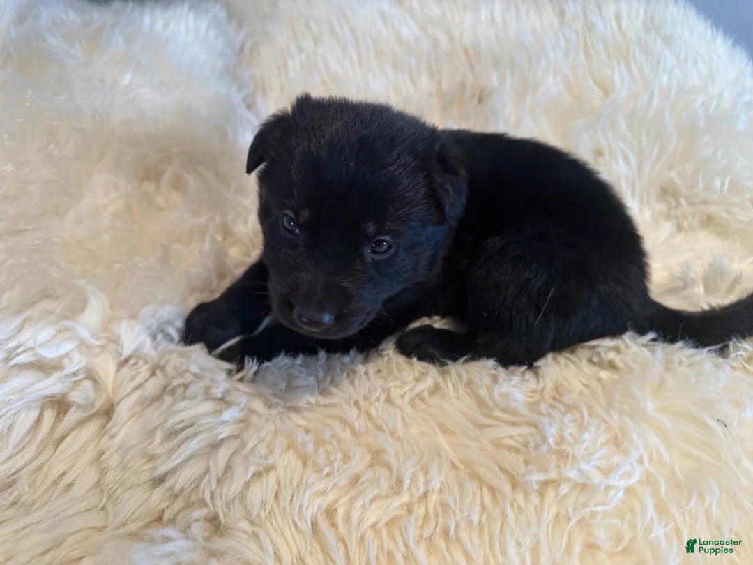 German Shepherd dogs for sale: German Shepherd Puppy 3 - Ad 3