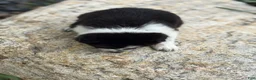 Border Collie dogs for sale: Grady - Ad 3