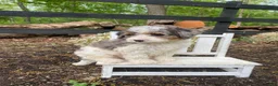 Bernedoodle dogs for sale: Franky - Ad 6