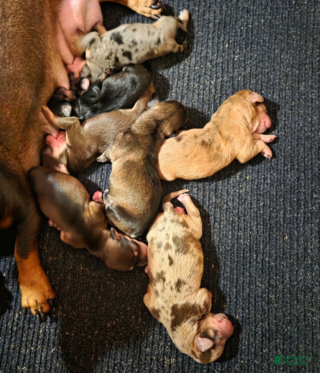 Mixed Breed dogs for sale: Yule - Ad 8