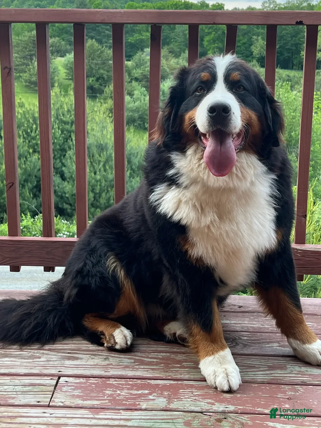 Bernedoodle dogs for sale: Ms. Venus - Ad 9