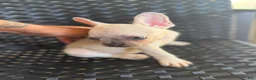 French Bulldog dogs for sale: MJ - Ad 8