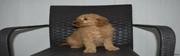 Goldendoodle dogs for sale: Jaxson - Ad 3