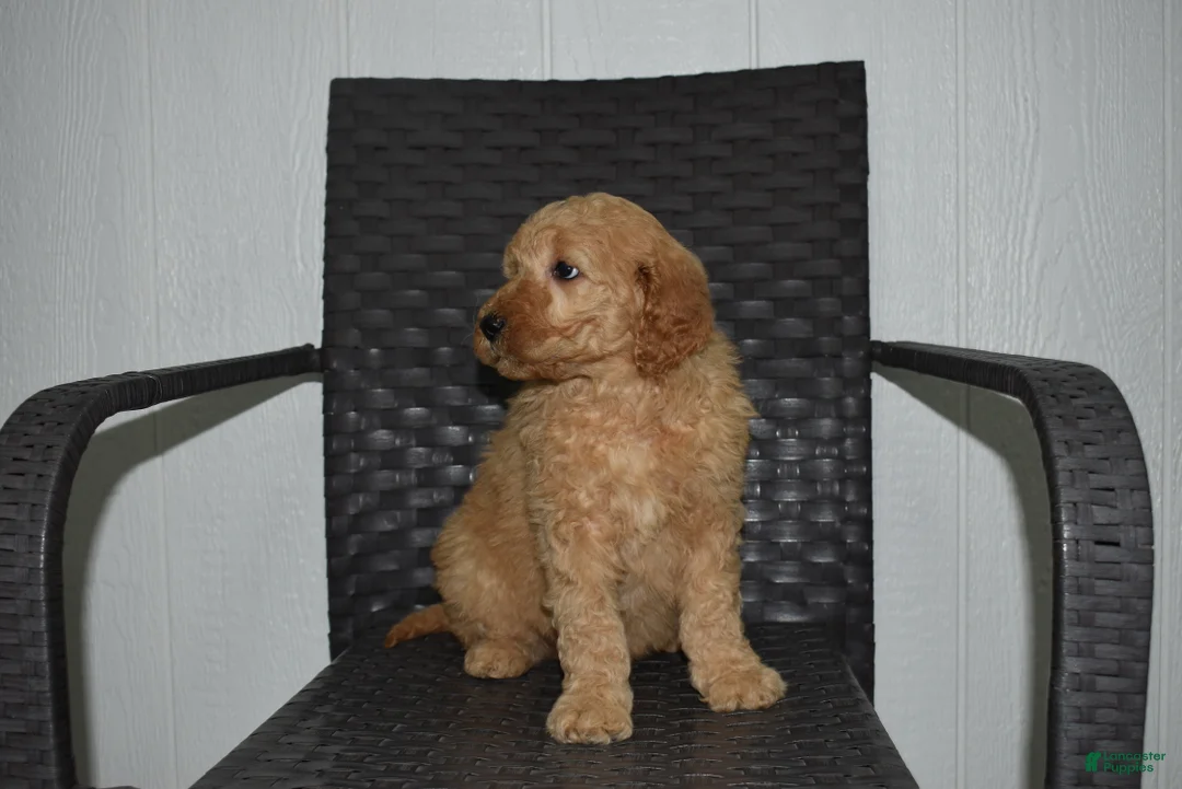 Goldendoodle dogs for sale: Jaxson - Ad 3
