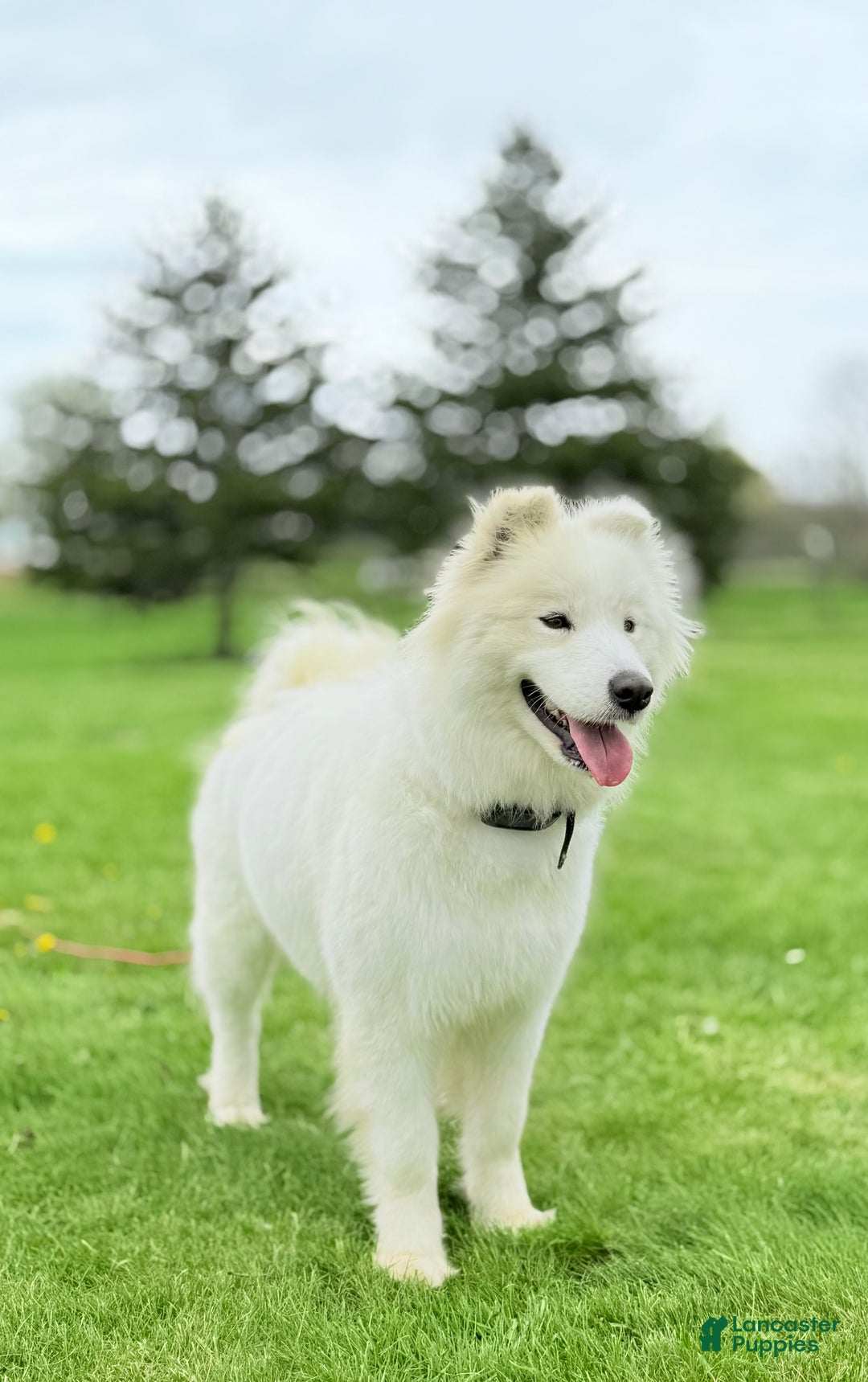 Samoyed dogs for sale: Chica - Ad 6