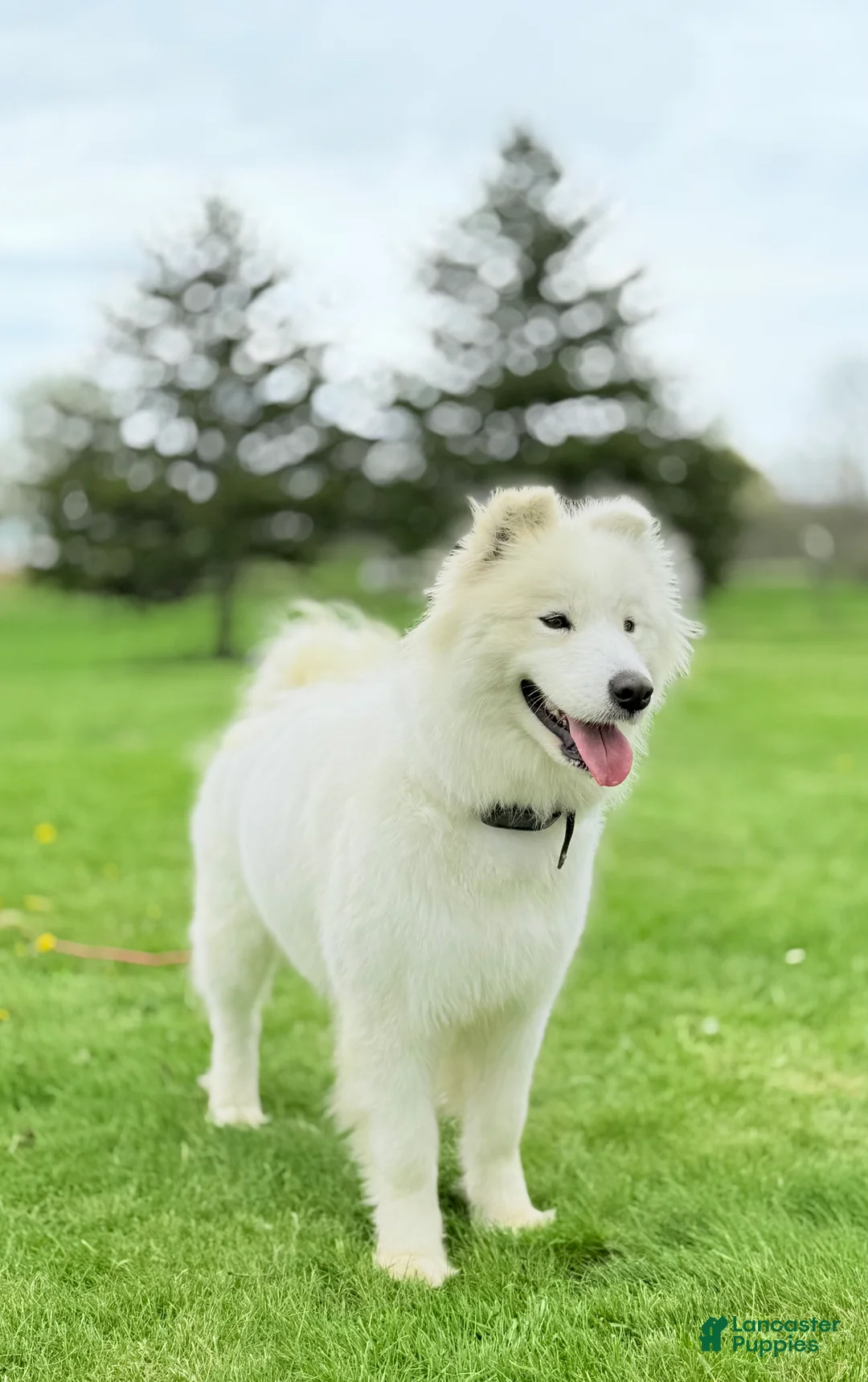 Samoyed dogs for sale: Chica - Ad 7
