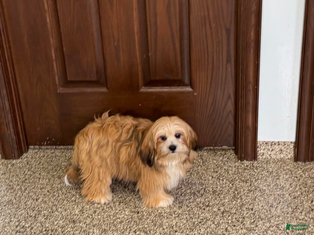 Lhasa Apso dogs for sale: Cora - Ad 3