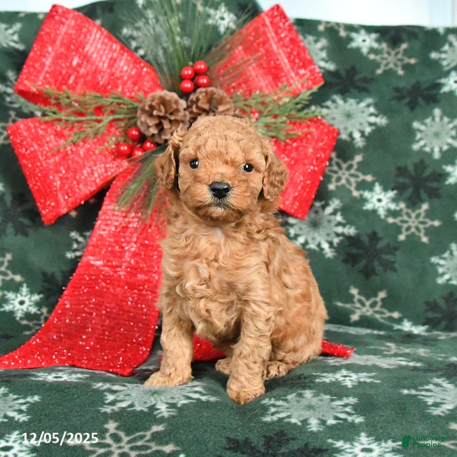 Toy Poodle dogs Bessie - Ad 32