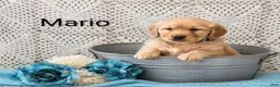 Golden Retriever dogs for sale: Mario - Ad 1