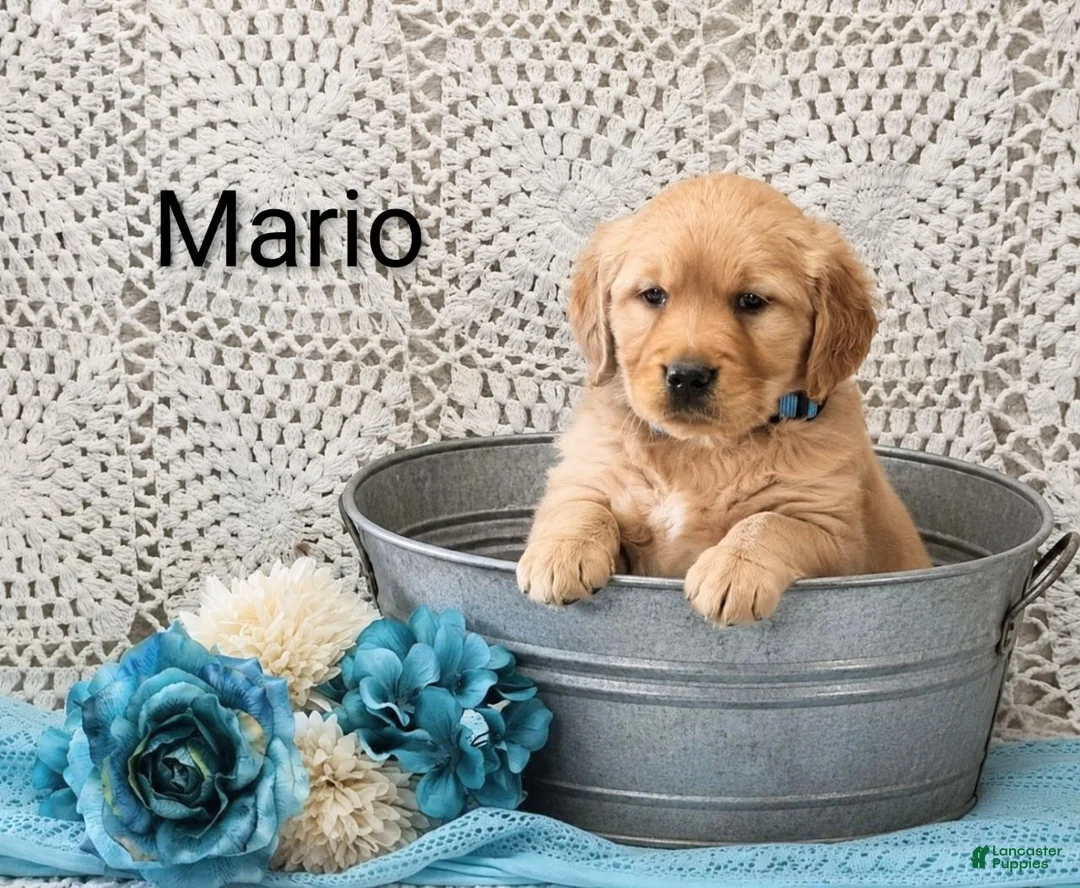 Golden Retriever dogs for sale: Mario - Ad 1
