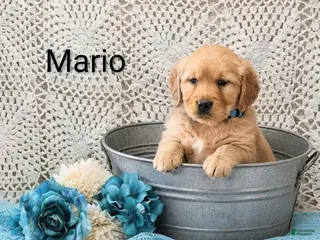 Golden Retriever dogs for sale: Mario - Ad 4