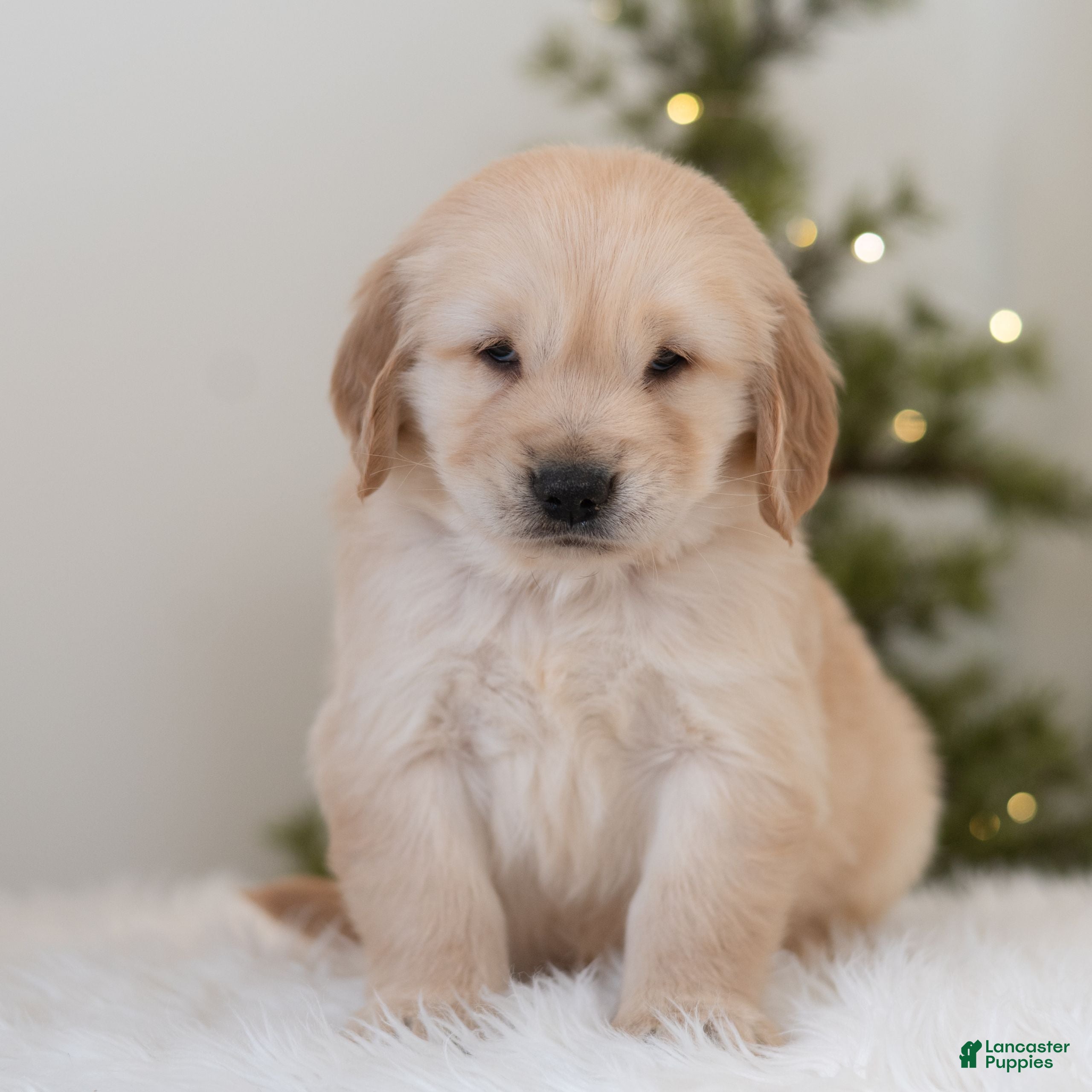 Golden Retriever dogs Finn - Ad 17