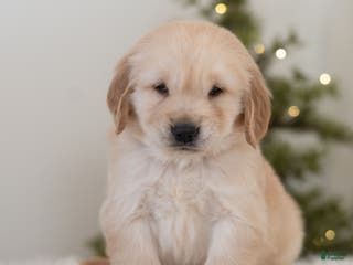 Golden Retriever dogs Finn - Ad 10