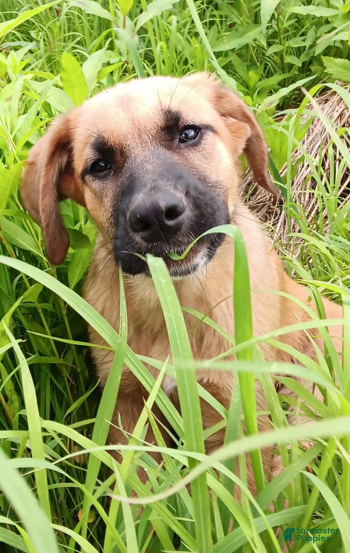 Mixed Breed dogs Ellie - Ad 1