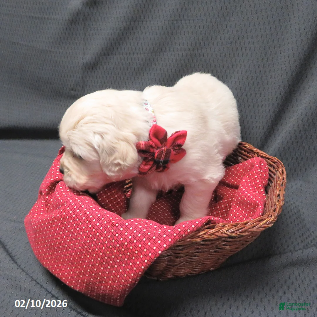 Golden Retriever dogs for sale: Bitsie - Ad 6