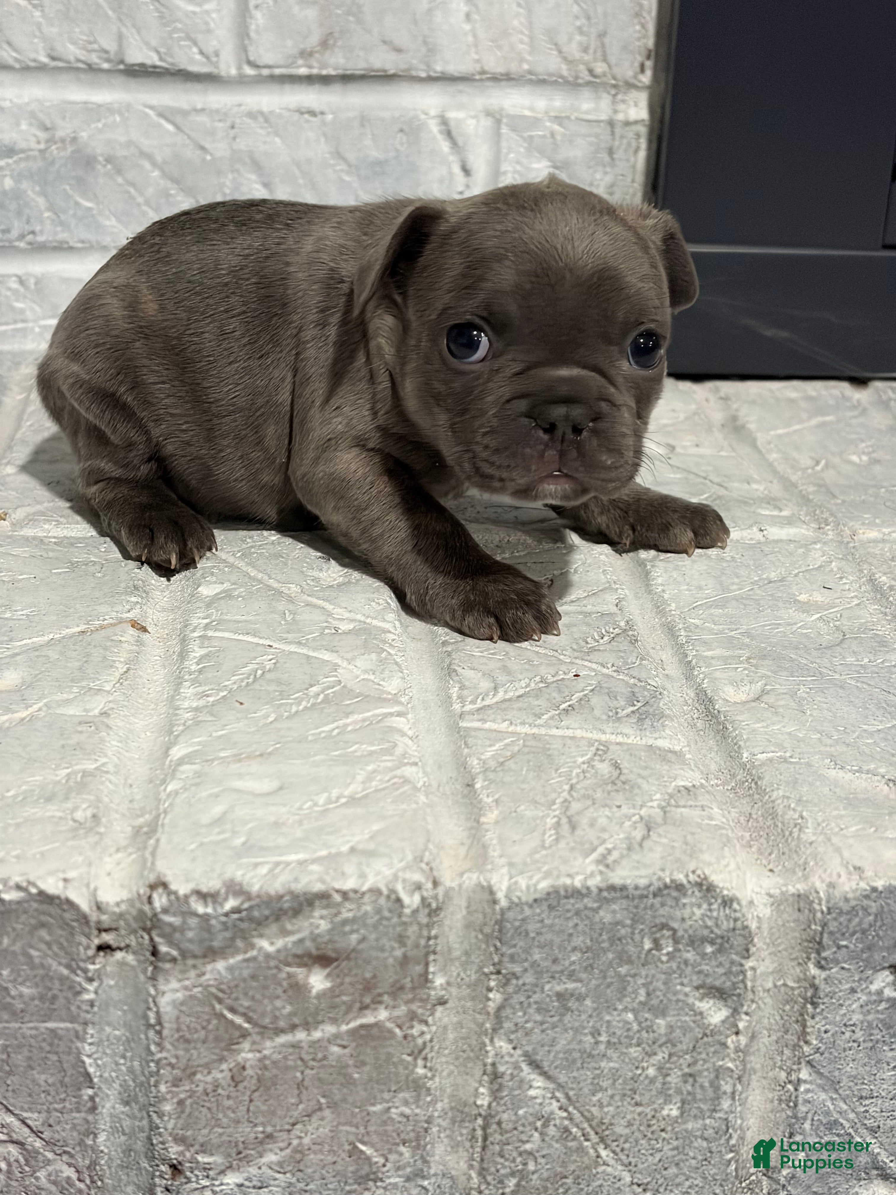 French Bulldog dogs Sandy - Ad 36