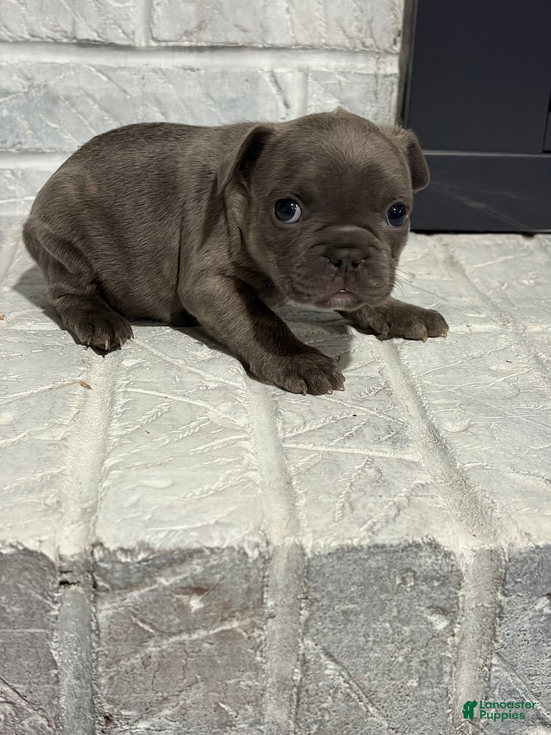 French Bulldog dogs for sale: Sandy - Ad 1