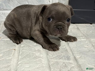 French Bulldog dogs Sandy - Ad 4
