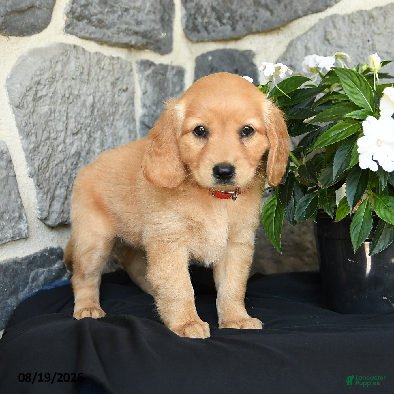 Miniature Golden Retriever dogs Wendy - Ad 1