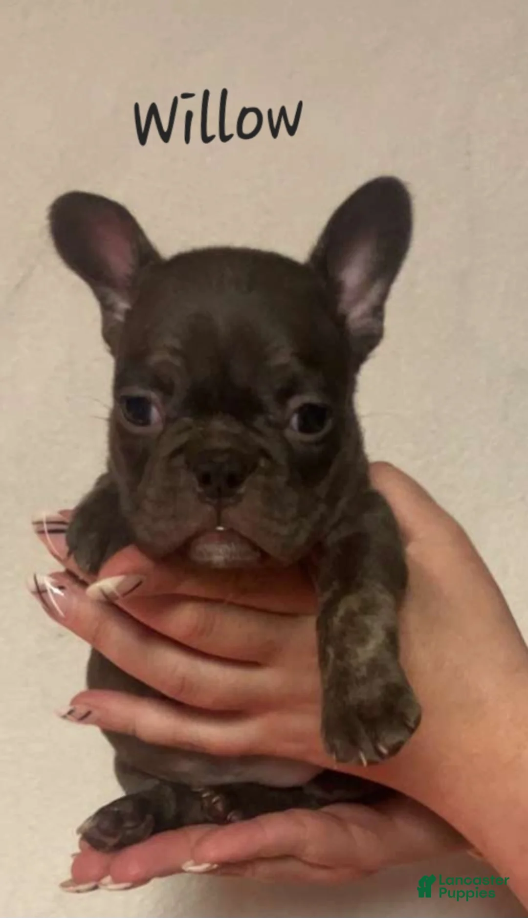 French Bulldog dogs for sale: Willow - Ad 1
