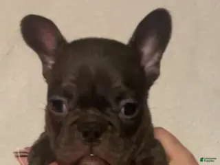French Bulldog dogs Willow - Ad 4