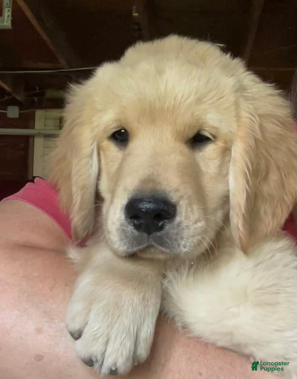 Golden Retriever dogs Woody - Ad 2