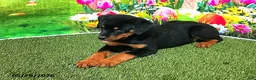Rottweiler dogs for sale: April - Ad 3