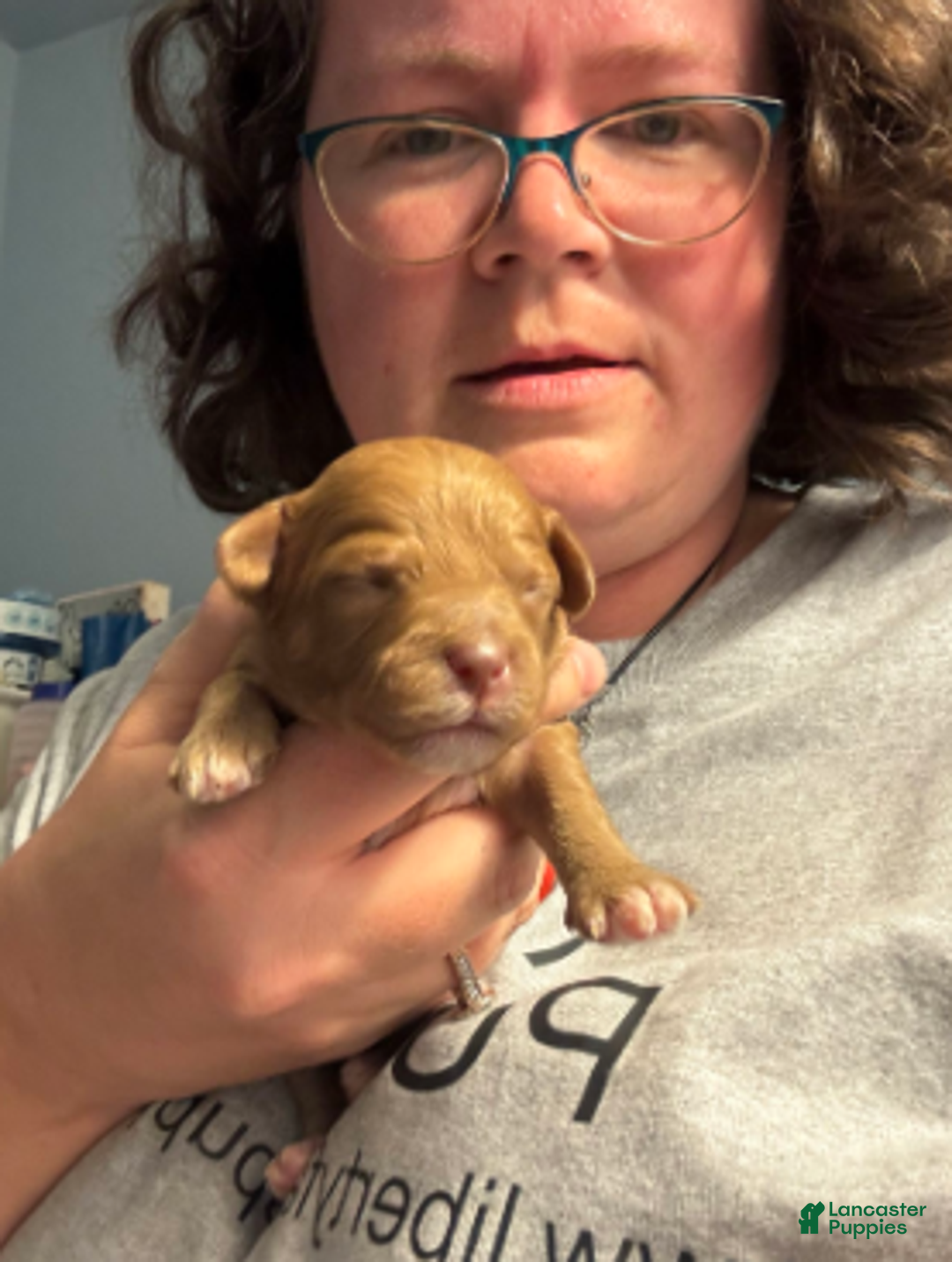 Cavapoo dogs for sale: Feliz - Ad 7