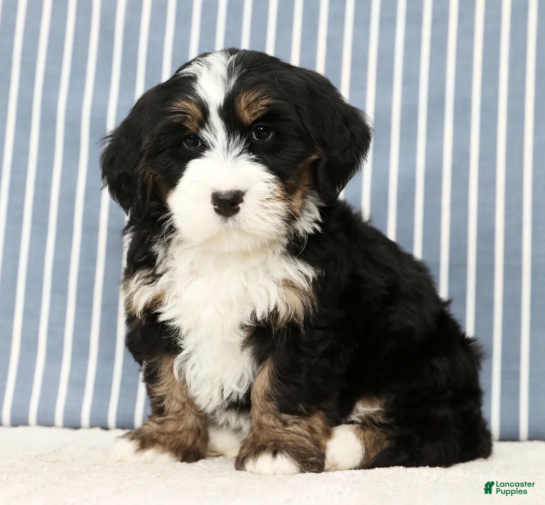 Mini Bernedoodle dogs for sale: Theo - Ad 6