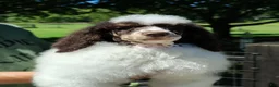 Standard Poodle dogs for sale: Cutlass  - Ad 6