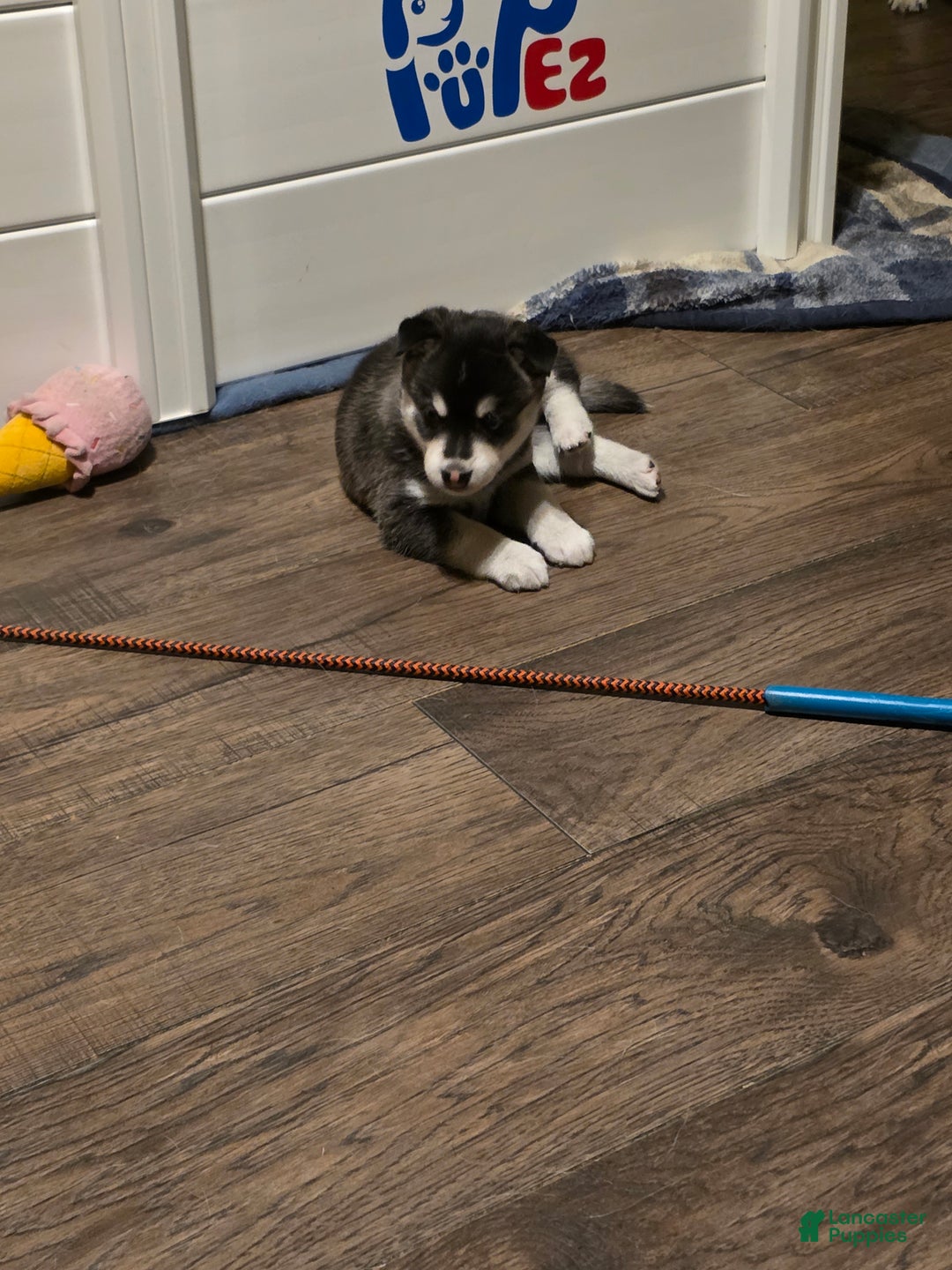 Alaskan Klee Kai dogs for sale: Alaskan Klee Kai blade - Ad 2