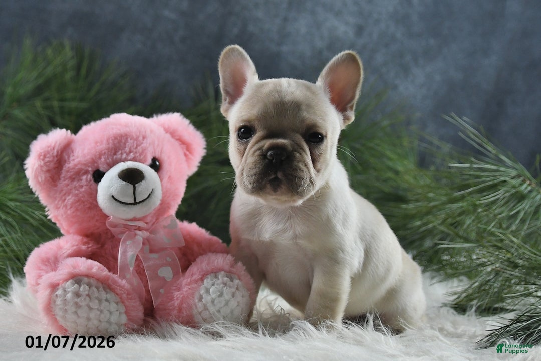 French Bulldog dogs for sale: Amber - Ad 1