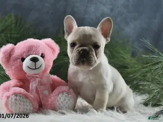 French Bulldog dogs Amber - Ad 5