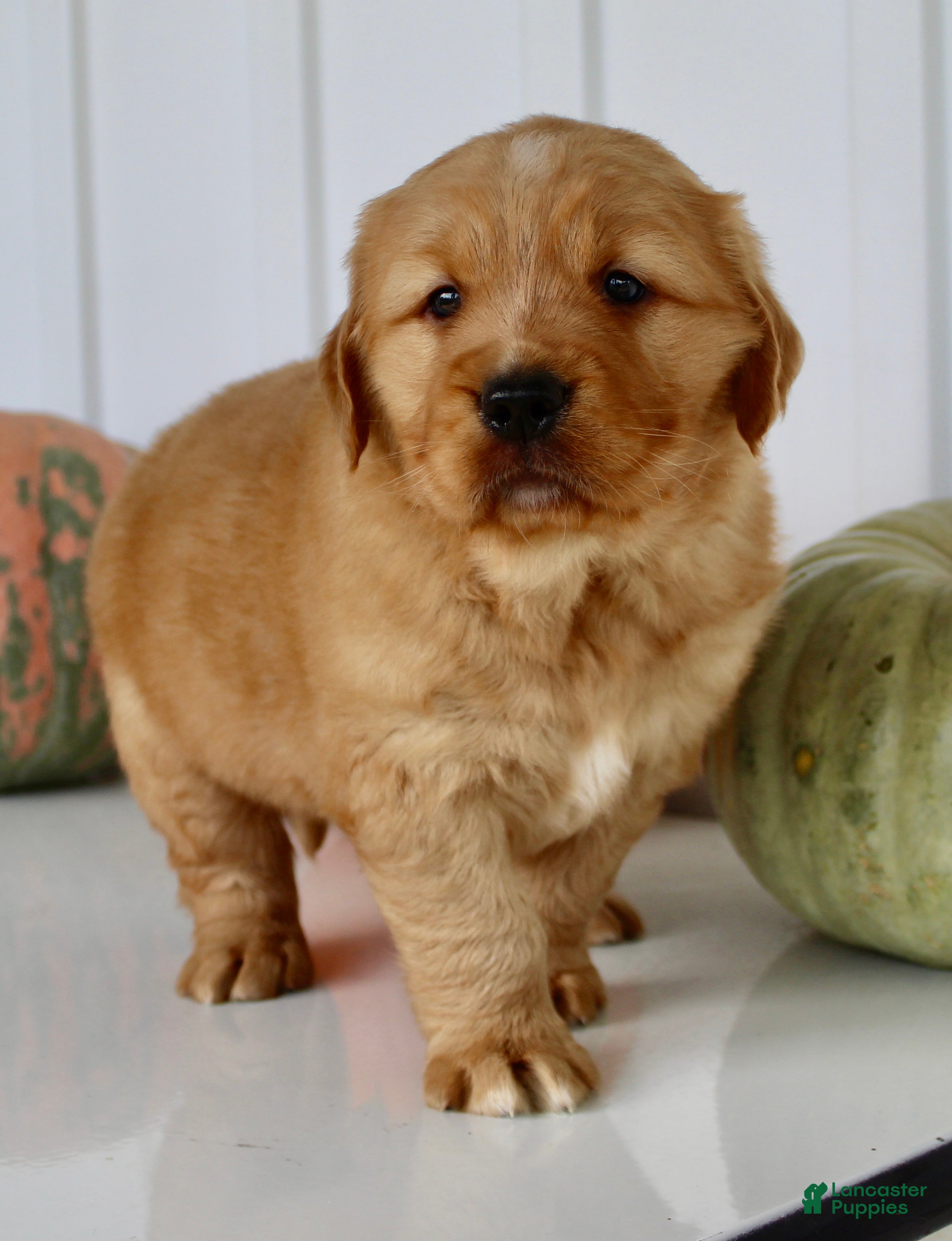 Golden Retriever dogs for sale: Bruce Male AKC Golden Retriever - Ad 2
