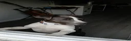 American Pit Bull Terrier dogs for sale: American Pit Bull Terrier 1 - Ad 5