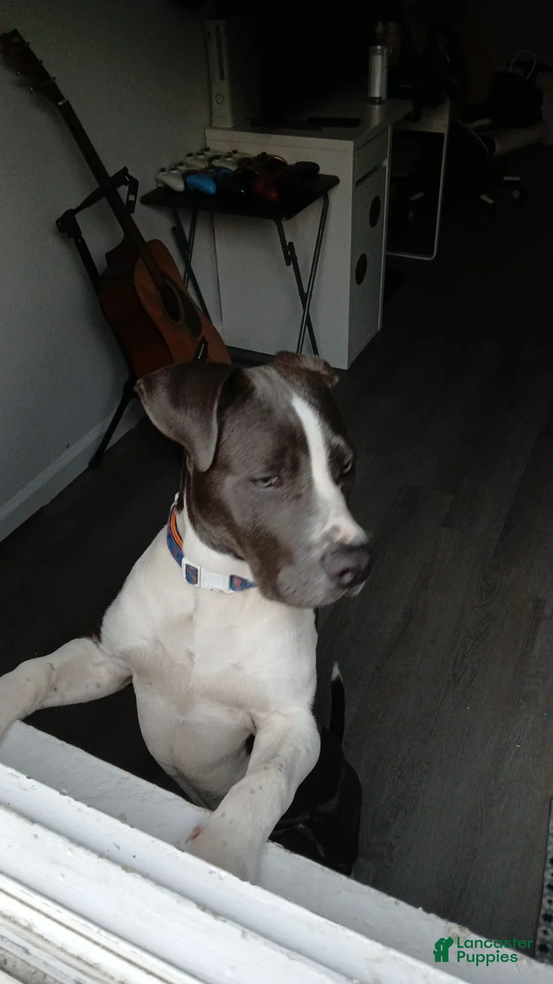 American Pit Bull Terrier dogs for sale: American Pit Bull Terrier 1 - Ad 5