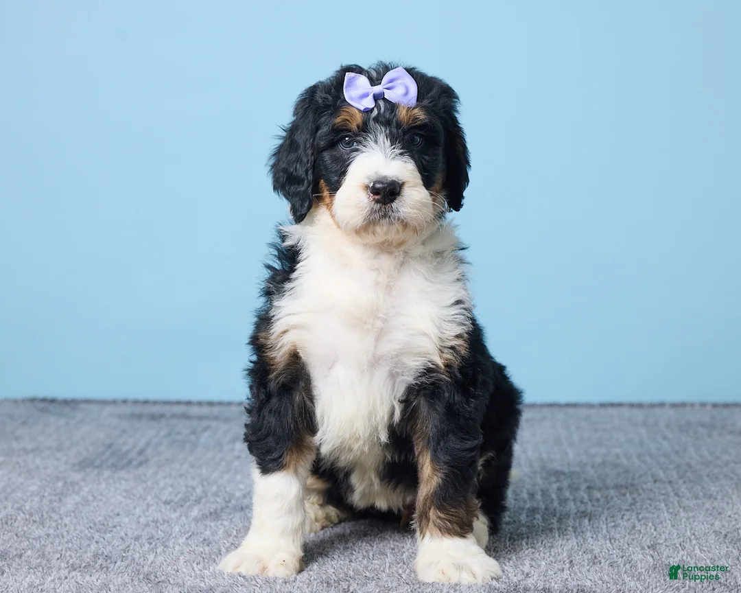 Bernedoodle dogs for sale: Hailey - Ad 5