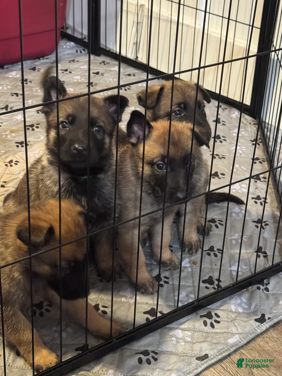 Mixed Breed dogs for sale: Purple - Ad 8