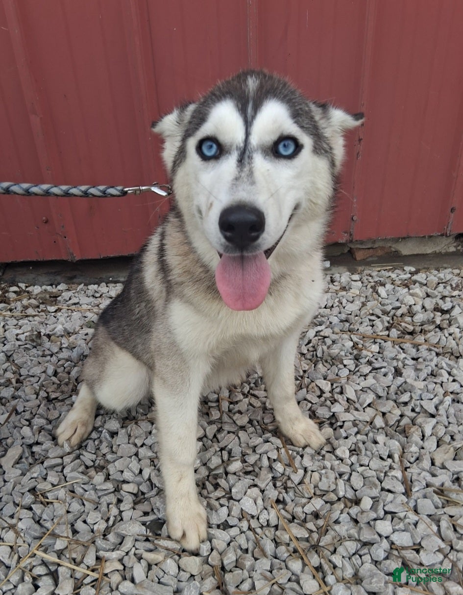 Siberian Husky dogs Sasha - Ad 1