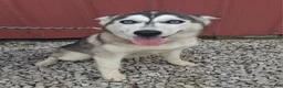 Siberian Husky dogs for sale: Sasha - Ad 1