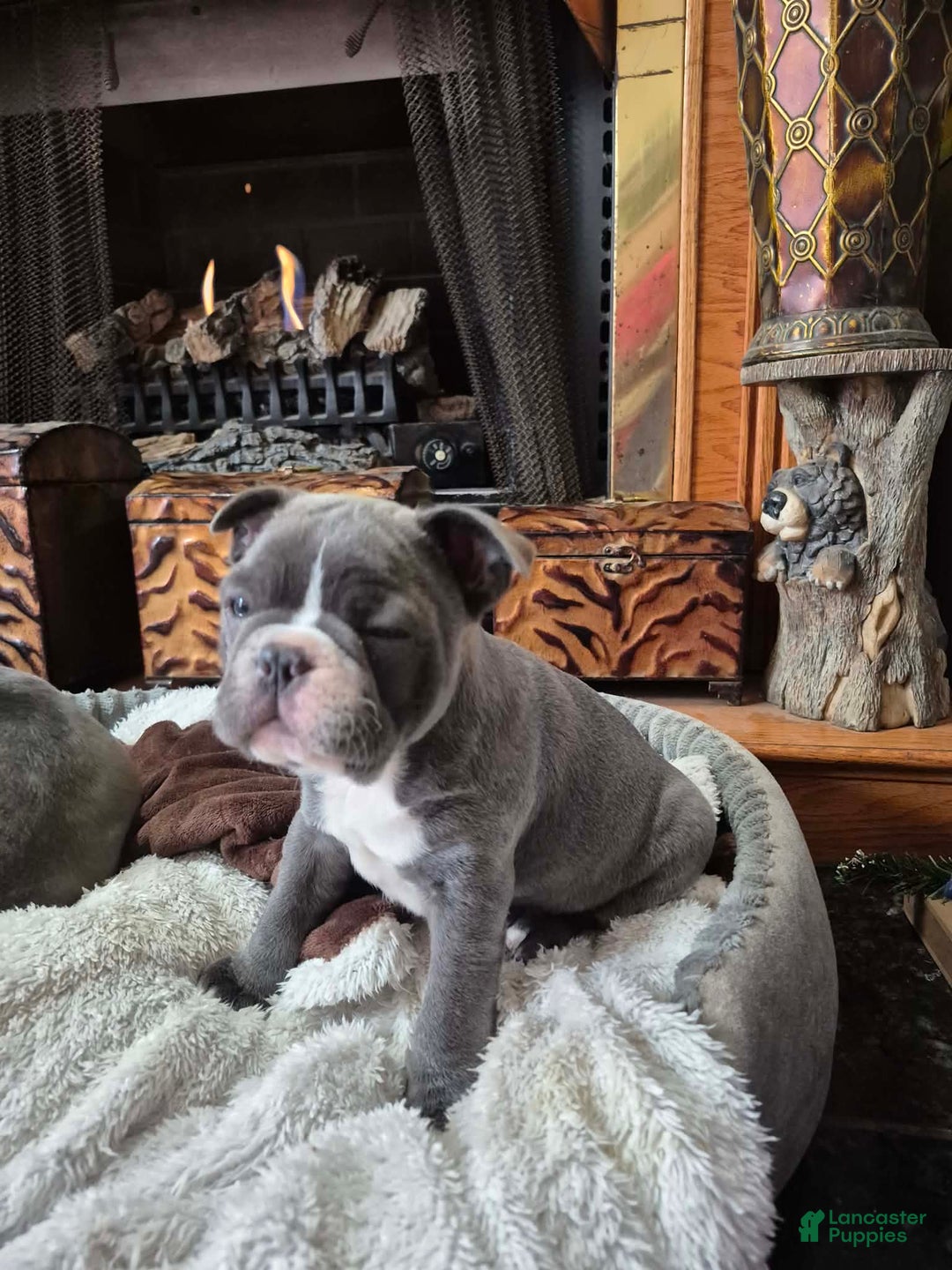 Frenchton dogs for sale: Frenchton Puppy 2 - Ad 1