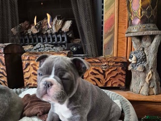 Frenchton dogs Frenchton Puppy 2 - Ad 36