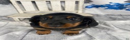 Miniature Dachshund dogs for sale: Daisy - Ad 5