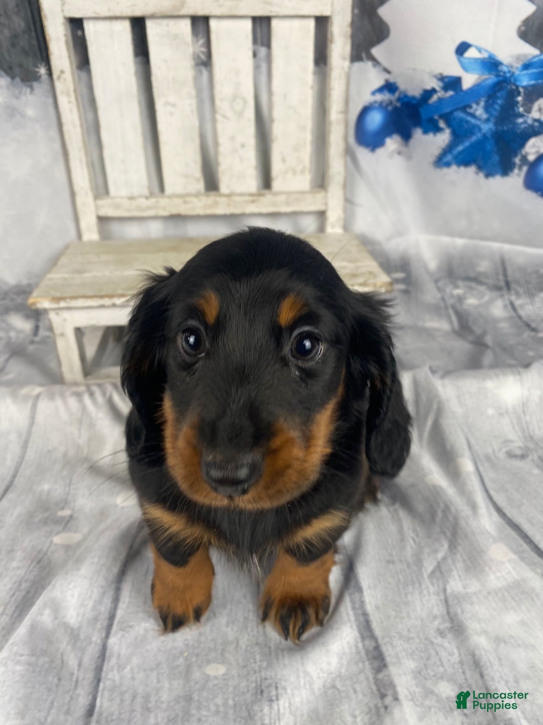 Miniature Dachshund dogs for sale: Daisy - Ad 5