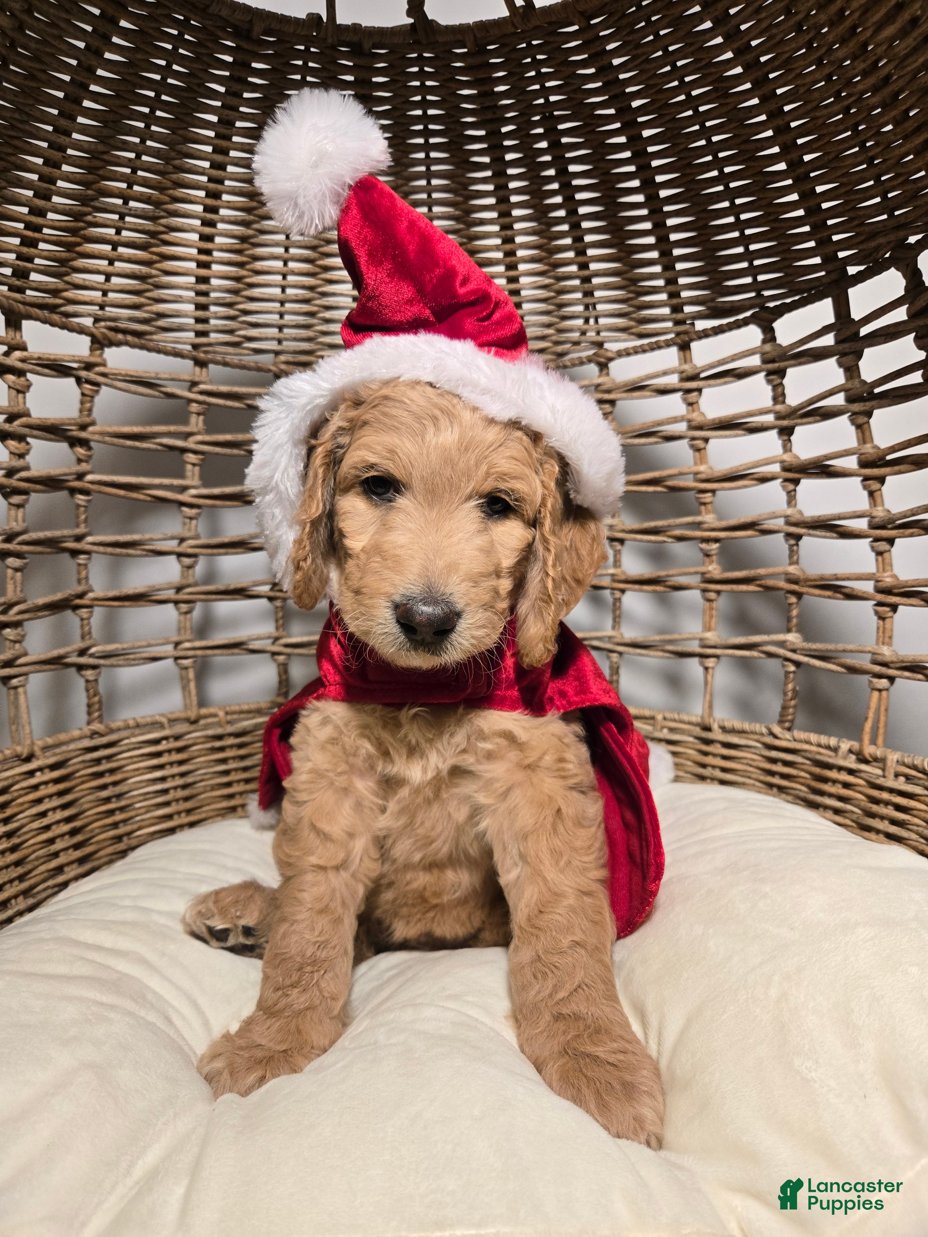 Goldendoodle dogs Mochi - Ad 37
