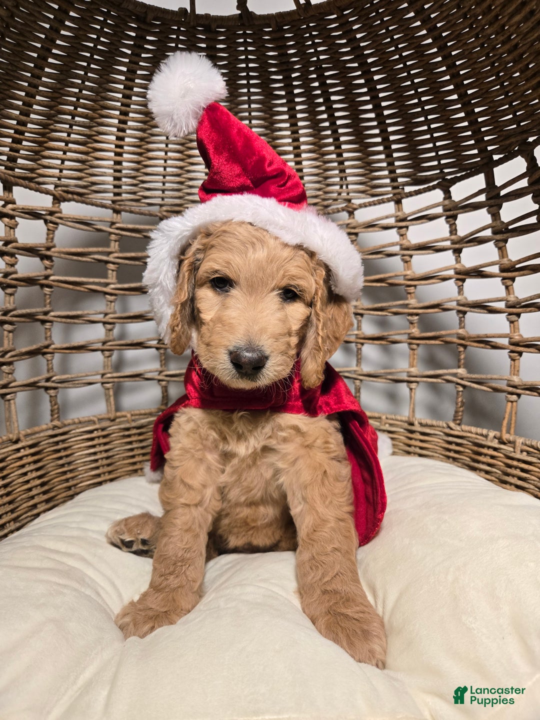 Goldendoodle dogs for sale: Mochi - Ad 1
